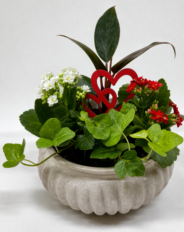 Composizione piante Eurofresh