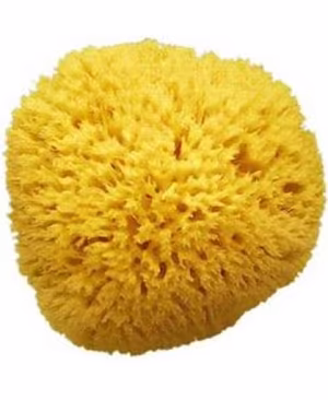 spugna naturale n. 14